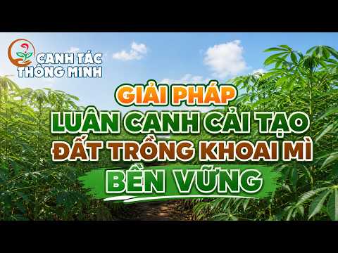 Canh Tác Thông Minh | Giải Pháp Luân Canh Cải Tạo Đất Trồng Khoai Mì Bền Vững 🌾