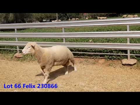 Lot 66 Felix 230866