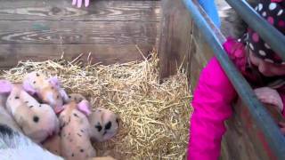 "Oh my gosh!"  Discovery Days at Lake Metroparks Farmpark