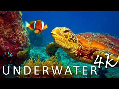 4K Stunning Underwater Wonders of the Red Sea + Relaxing Music - Coral Reefs & Colorful Sea Life