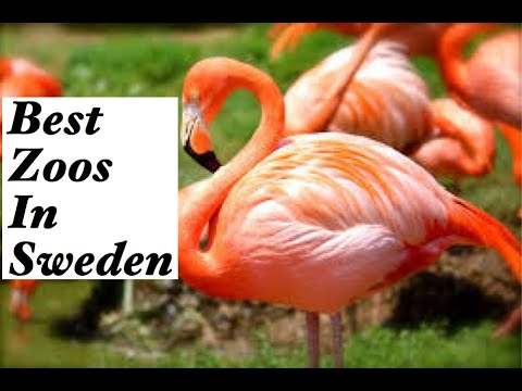 Top eight best zoos in Sweden.