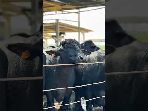 Maior Fazenda de criação de Búfalos do Nordeste