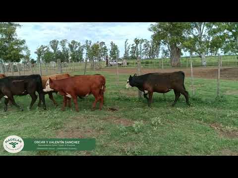 AGROCAS_66 Terneros (35m + 31h) de 175 KG en CARLOS TEJEDOR, BUENOS AIRES (1)