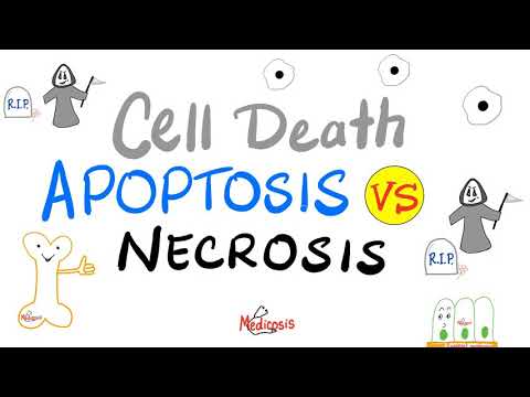 Apoptosis vs. Necrosis - Cell Death - Pathology Series