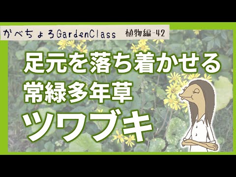 香りの良いストーンワート、ツワブキ 植物