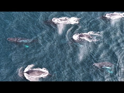 Grupo com oito baleias é visto no mar de Arraial do Cabo; especialista explica o comportamento