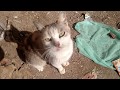 Grey Hungry Cat Meowing For Food Feeding Stray Cat Fish Challenge