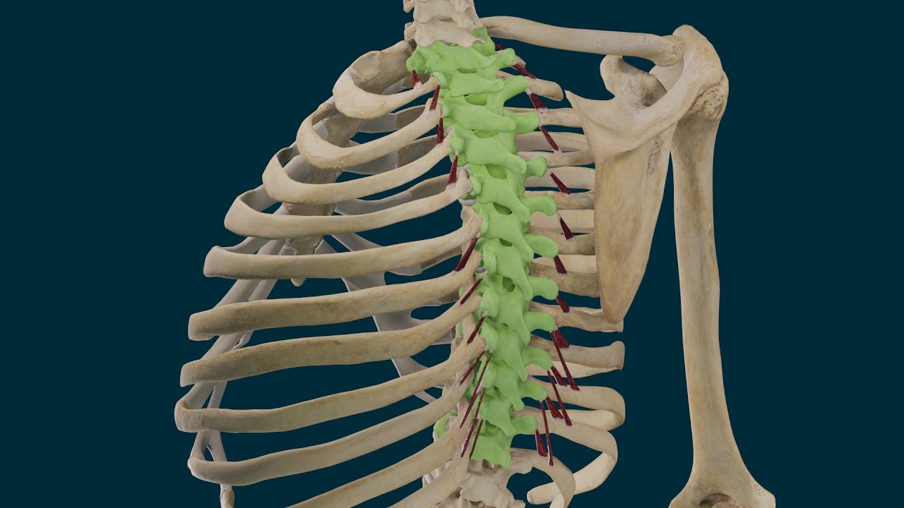 Músculos Elevadores Costales