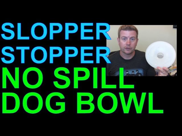 How to stop dog from dripping water after drinking? Updated December