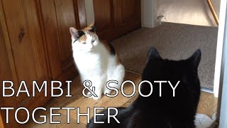 Cute Cats Together || mrcreativequarter