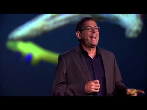 Prof. Eran Elinav: Systems Immunology at a Glance