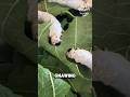 How Silkworms Make Silk