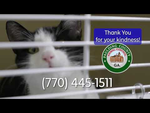 Paulding County Animal Adoption