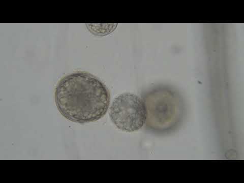 single cell sporangium JSL 2020