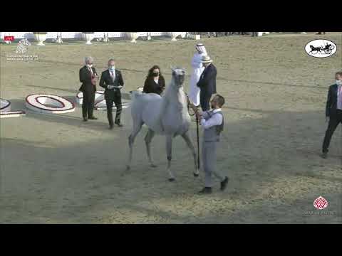 N 261 RAOUD AL BIDAYER   Sharjah International Arabian Horse Festival 2021   Stallions 7 9 Years Old