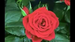 The Life and Death of a Flower