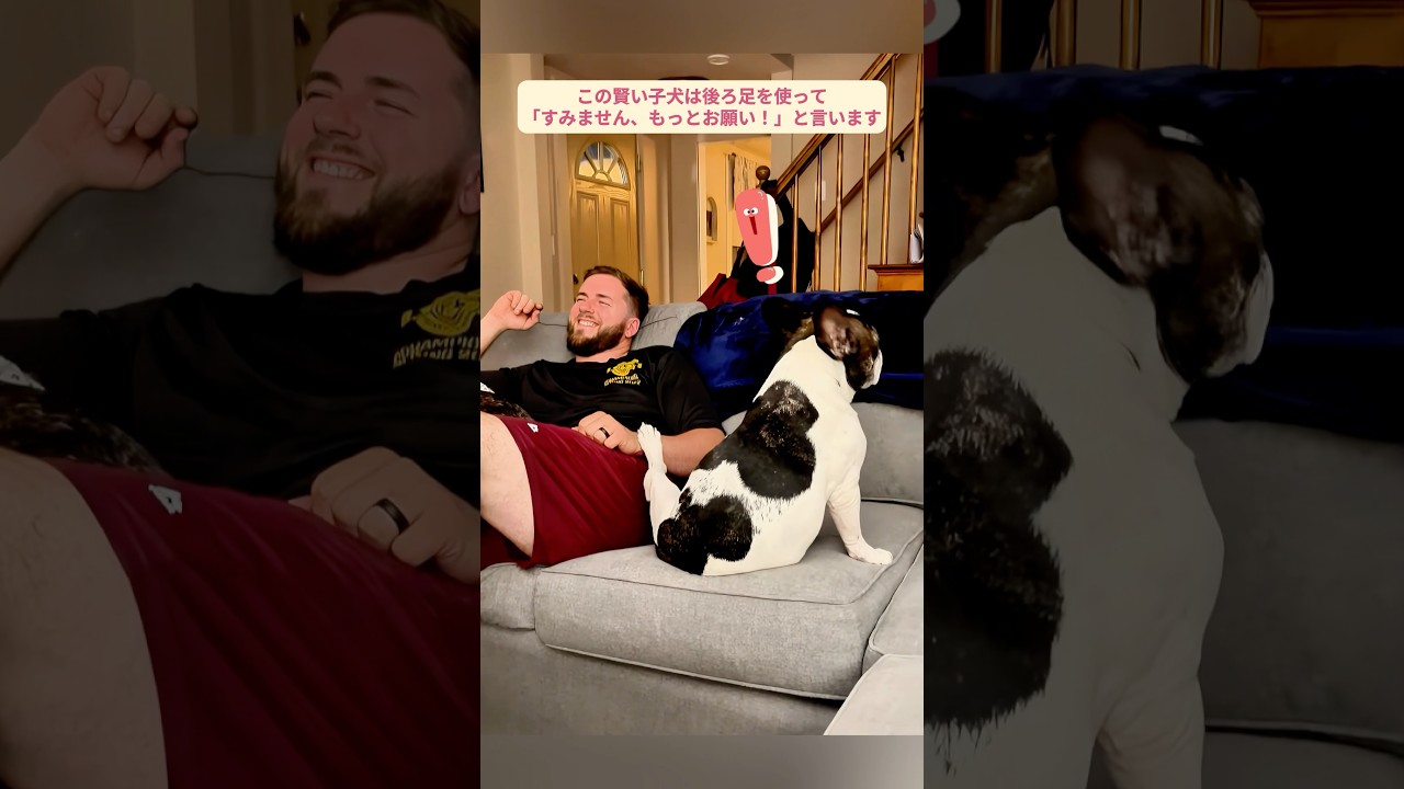 飼い主が撫でるのをやめた時の犬たちの面白すぎる反応 #犬 #犬面白い #犬動画 #犬反応 #犬あるある