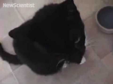 Hungry cats trick owners with baby cry mimicry