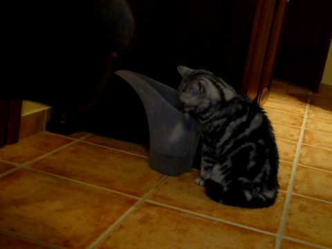 Cilus & a Locsolókanna