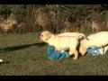 Labrador Retriever Al-grom Litter "J" CH PL Al ...