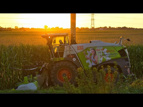 925 PS im Sunset! || Mais mit Claas Jaguar 990 & Krone BigX 850 || Landwirtschaft in Dithmarschen