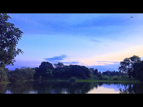 The Old Pond near my home in my village Simra #village #nature #youtube #youtubechannel #pond #field