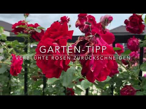 Garten-Tipp: Der richtige Rosenschnitt nach der Blüte im Juli, kurz und verständlich erklärt