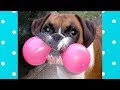 Stupid Dogs Doing Weird Things COMPILATION 4 Funny Dogs Video