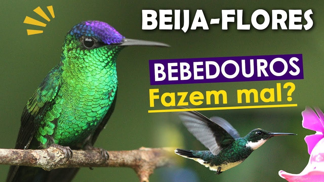 BEIJA-FLORES do Brasil: Fatos e Curiosidades | Bebedouros de beija-flores: mitos e verdades