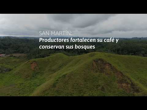 San Martín: productores de Juningue y Paz y Esperanza mejoran su café y fortalecen la conservación de sus bosques, video de YouTube