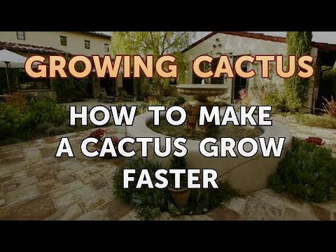 How to Make a Cactus Grow Faster