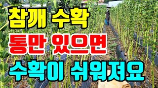 참깨수확 통만하나 있으면 수확이 정말 쉬워집니다