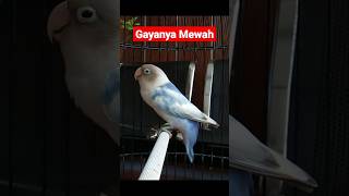 Download lagu lovebird ngekek gaya mewah, warna cantik #lovebirdngetikpanjang #lovebirdngekekpanjang mp3 Download lagu lovebird ngekek gaya mewah, warna cantik #lovebirdngetikpanjang #lovebirdngekekpanjang mp3