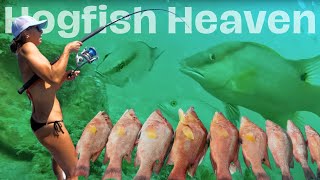 Catching STUD HOGFISH (underwater footage)