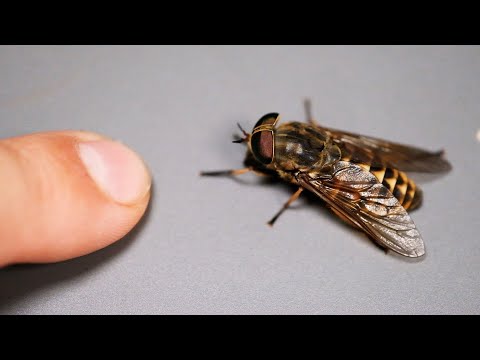 BĄK - KRWIOPIJNA "mucha"