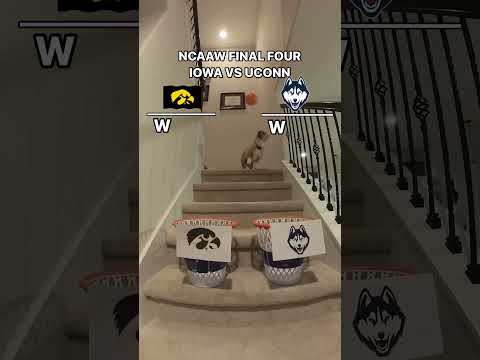 Air Corgi makes her #NCAAW UConn vs. Iowa Final Four picks!| Yahoo Sports #MarchMadness