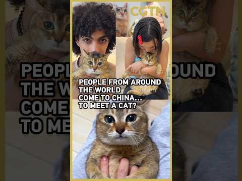 Meimei the cat went viral. Now fans are coming to China to meet her！