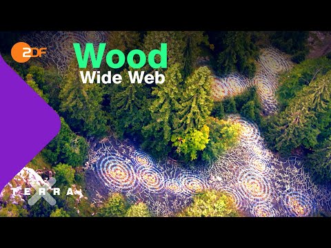 Wie Bäume miteinander sprechen | Terra X plus