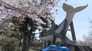 【下関市】関見台公園の桜