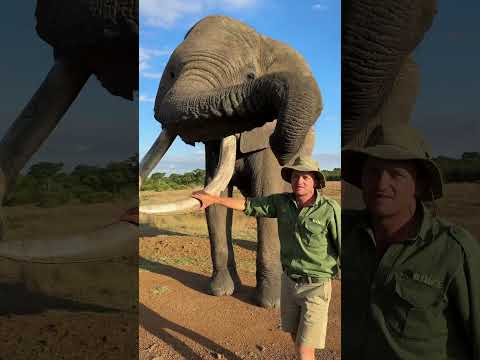 Mak is an icon here on Imire, this is the background info on an elephant! 🌍