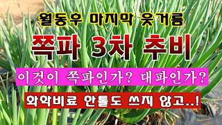 [텃밭농부 2,172]  월동후 쪽파 마지막 웃거름. 화학비료는 NO! #쪽파재배