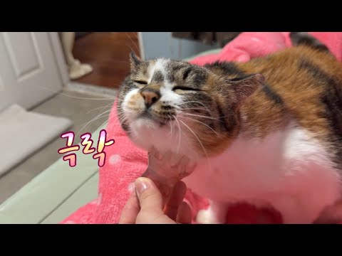 괄사 마사지의 맛을 알아버린 고양이