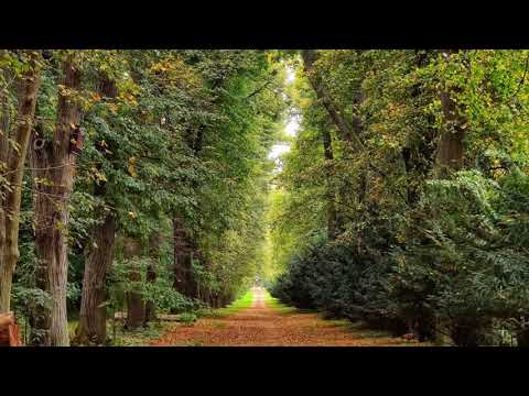 Guided Breathing & Walking Relaxation Meditation: Panic Anxiety Stress