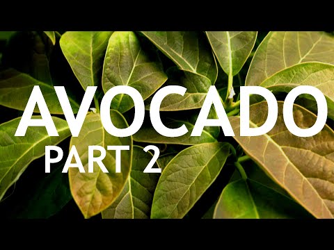 Growing an Avocado Tree, Indoors. Part 2
