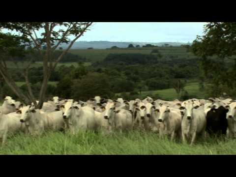 Extensive Benefits: how animal welfare is increasing Brazil's beef cattle productivity