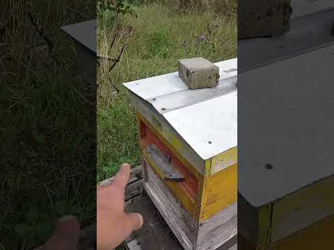 Russischer Imker zeigt mir sein System