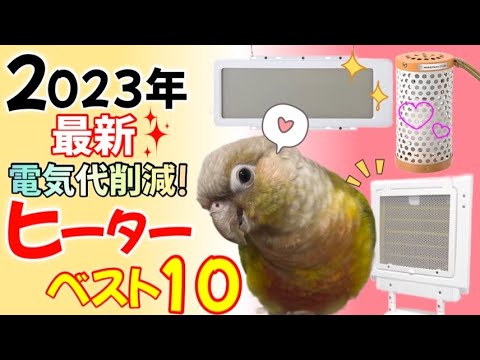 冬に鳥に餌を与えるにはどうすればよいですか？羽毛をより良くケアするために避けるべき間違い  庭園