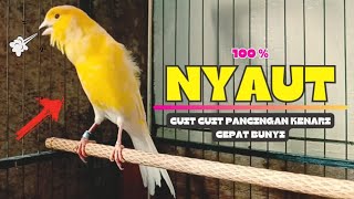 Download lagu CUiT CuiT❗Suara Pancingan Kenari Paud AGaR Cepat BeLajar BUNYI NgeriwiK || Masteran KENARI Paud #72 mp3