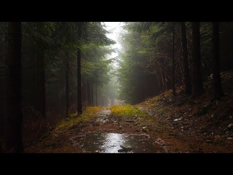 8 Hours of RAIN SOUNDS for Deep SLEEP | RELAX Instantly With Rainstorm Sounds | Reduce Stress, Study