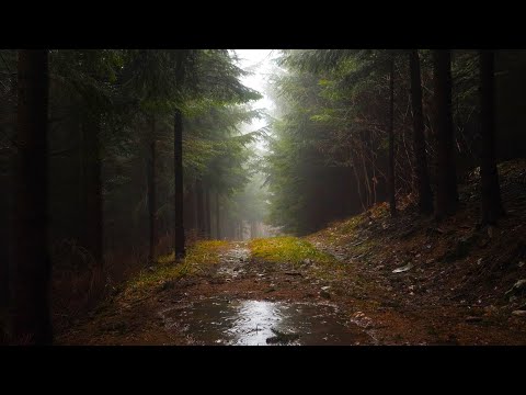 8 Hours Rain Sounds for Deep Sleep